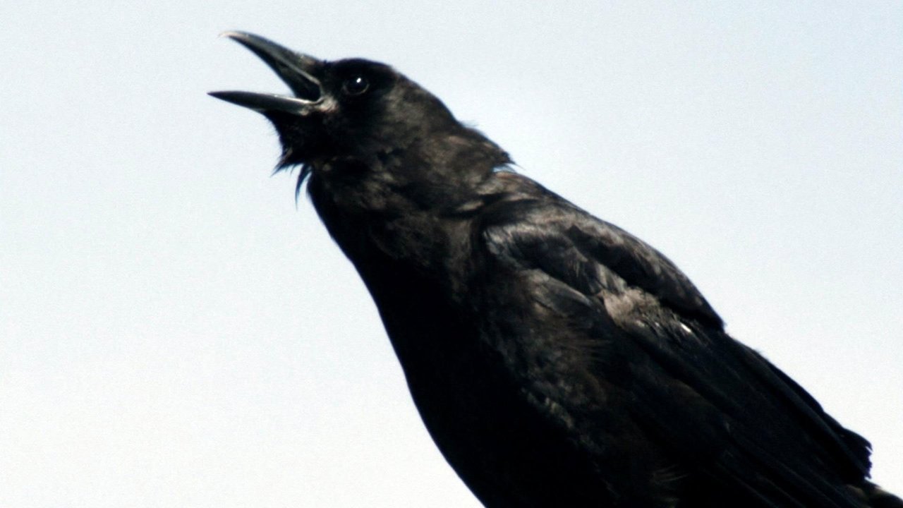 Nature - Season 29 Episode 3 : A Murder of Crows