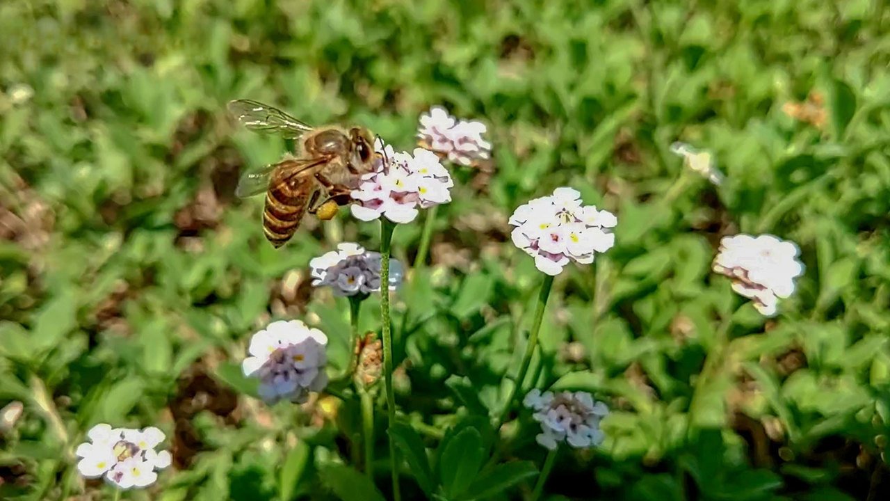 Japanology Plus - Season 10 Episode 16 : Japanese Honeybees