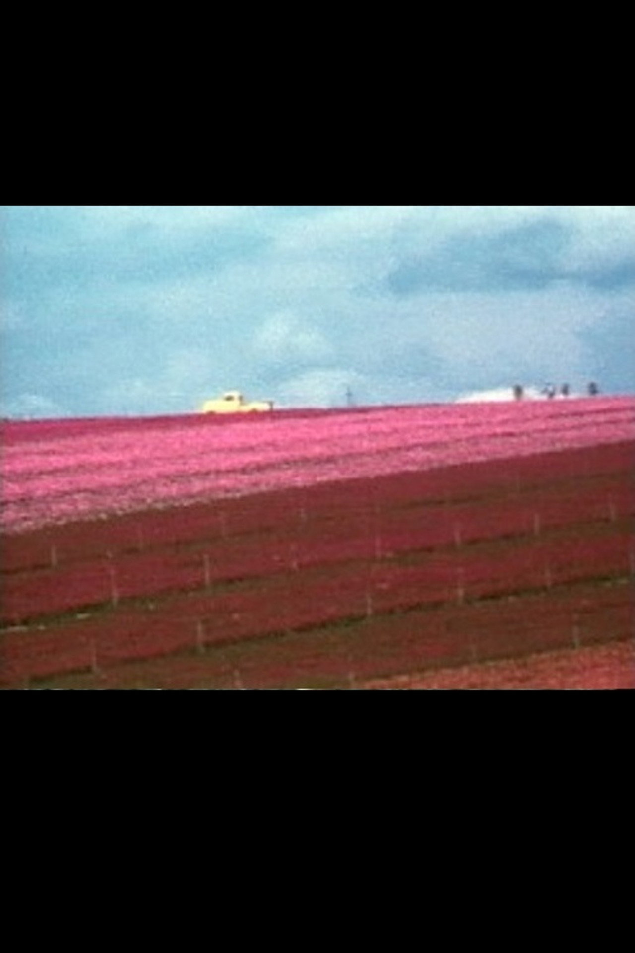 Flower Fields filmaffisch