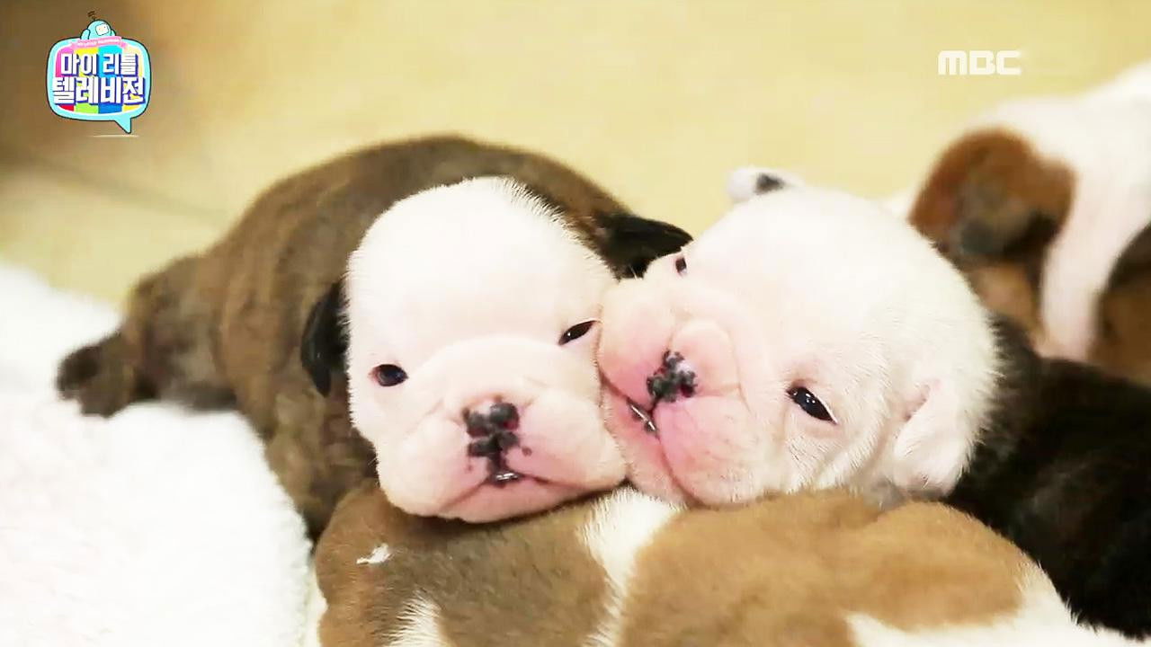 마이 리틀 텔레비전 — Épisode 78