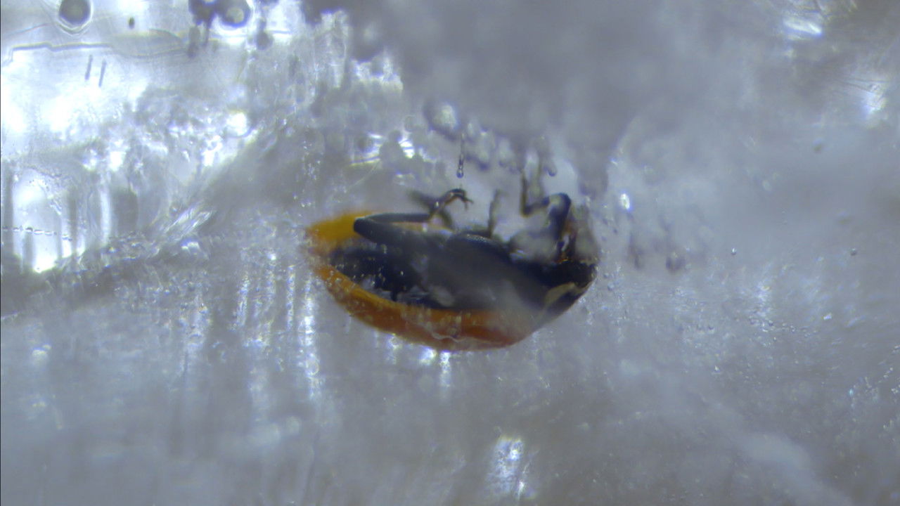 Locust Lane backdrop