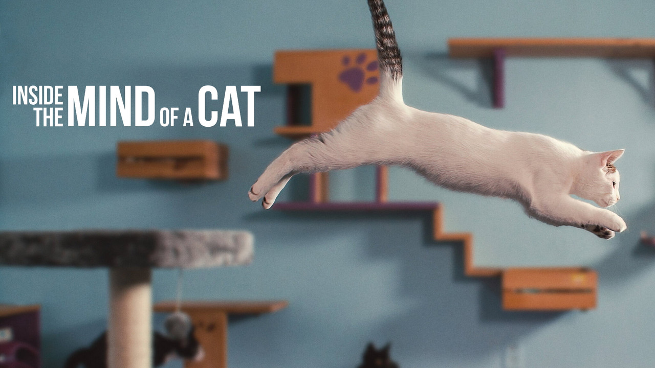 Inside the Mind of a Cat background 6