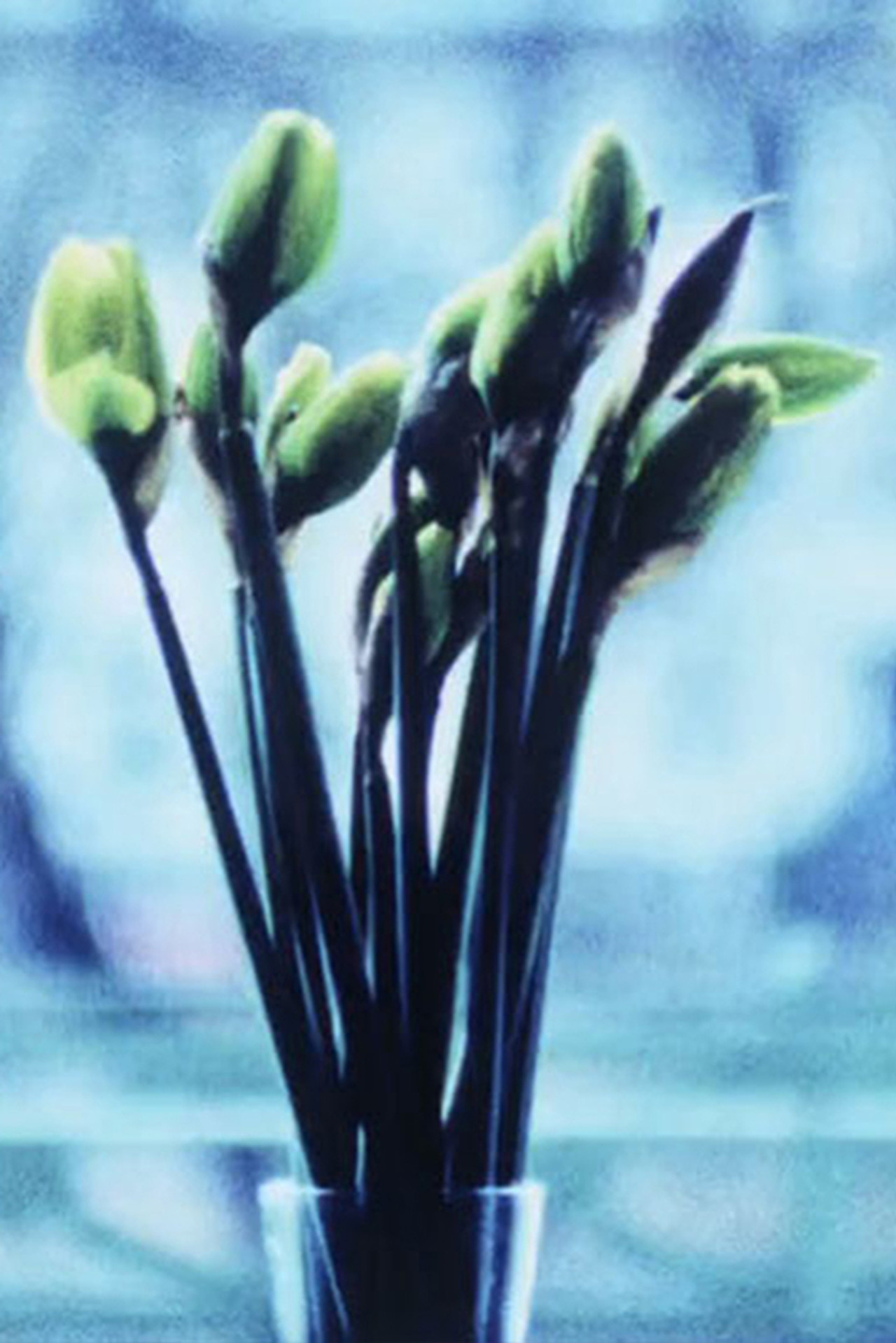 Narcissi Backdrop