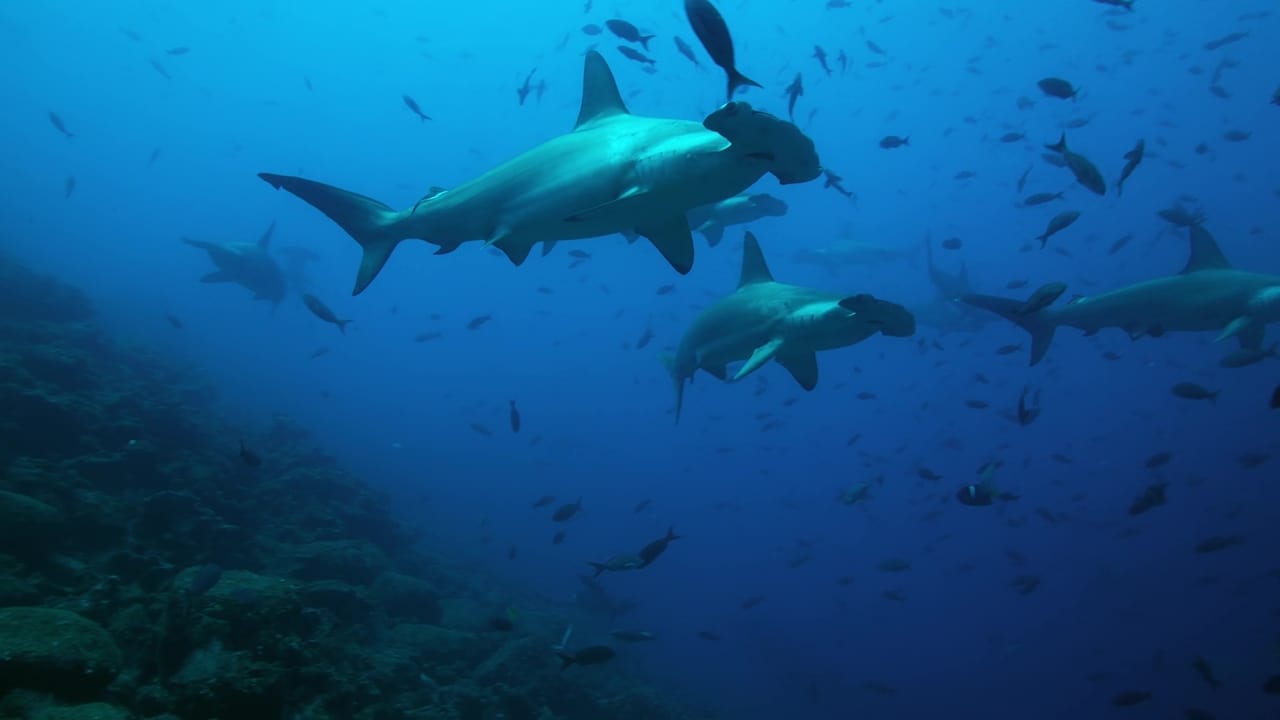 The Wild Pacific Backdrop Image