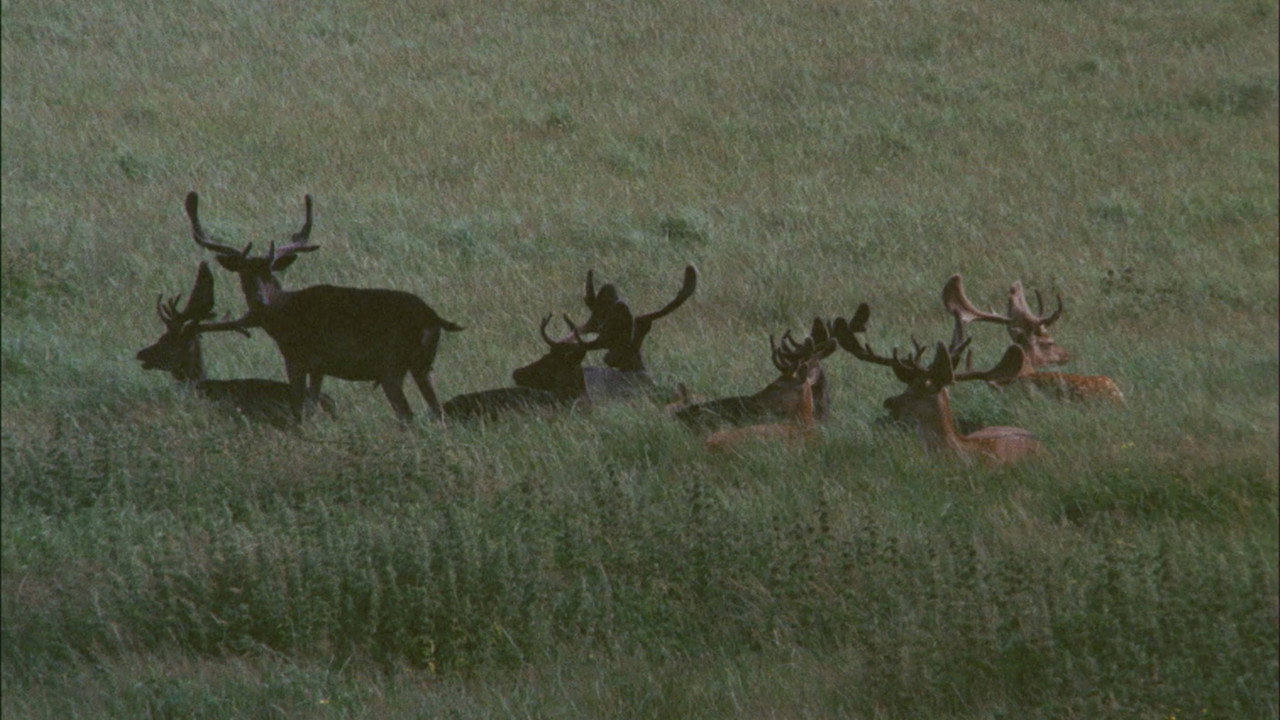 The Deer Garden: The Romantic Forest still 3