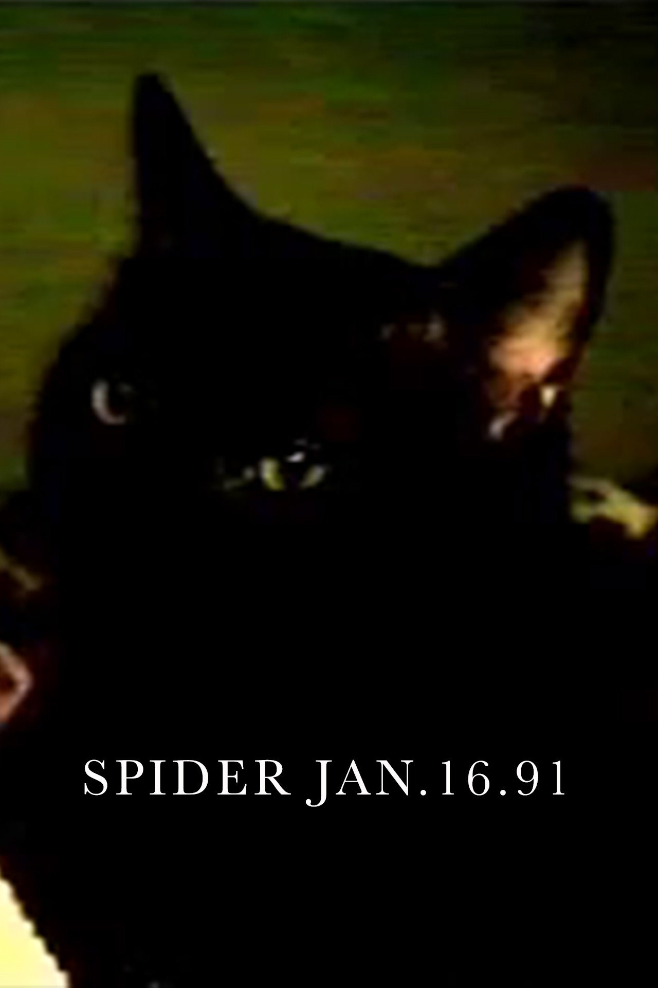 Spider Jan.16.91 filmaffisch