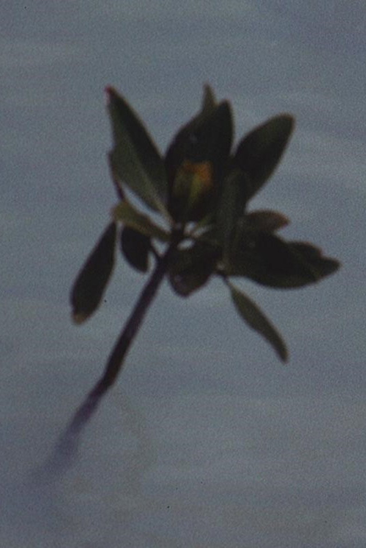 Mangrove Ring filmaffisch