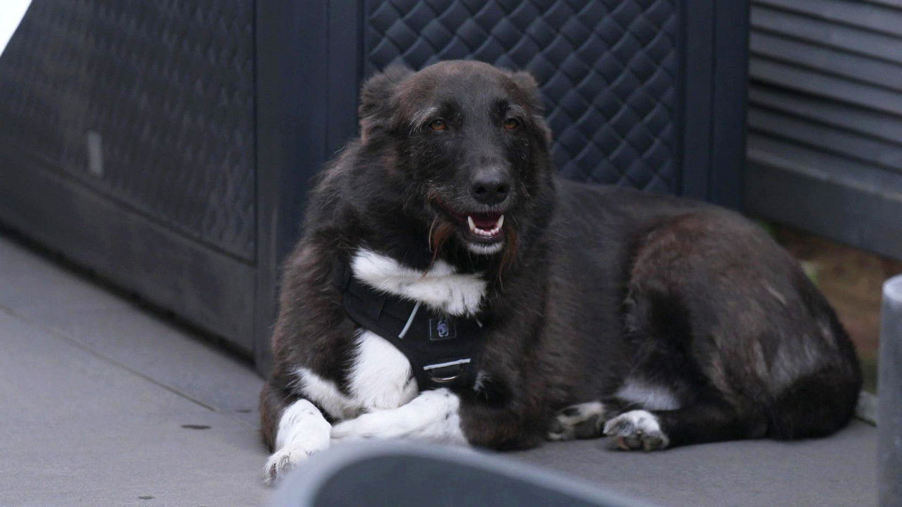 Die Unvermittelbaren - mit Martin Rütter — Épisode 2