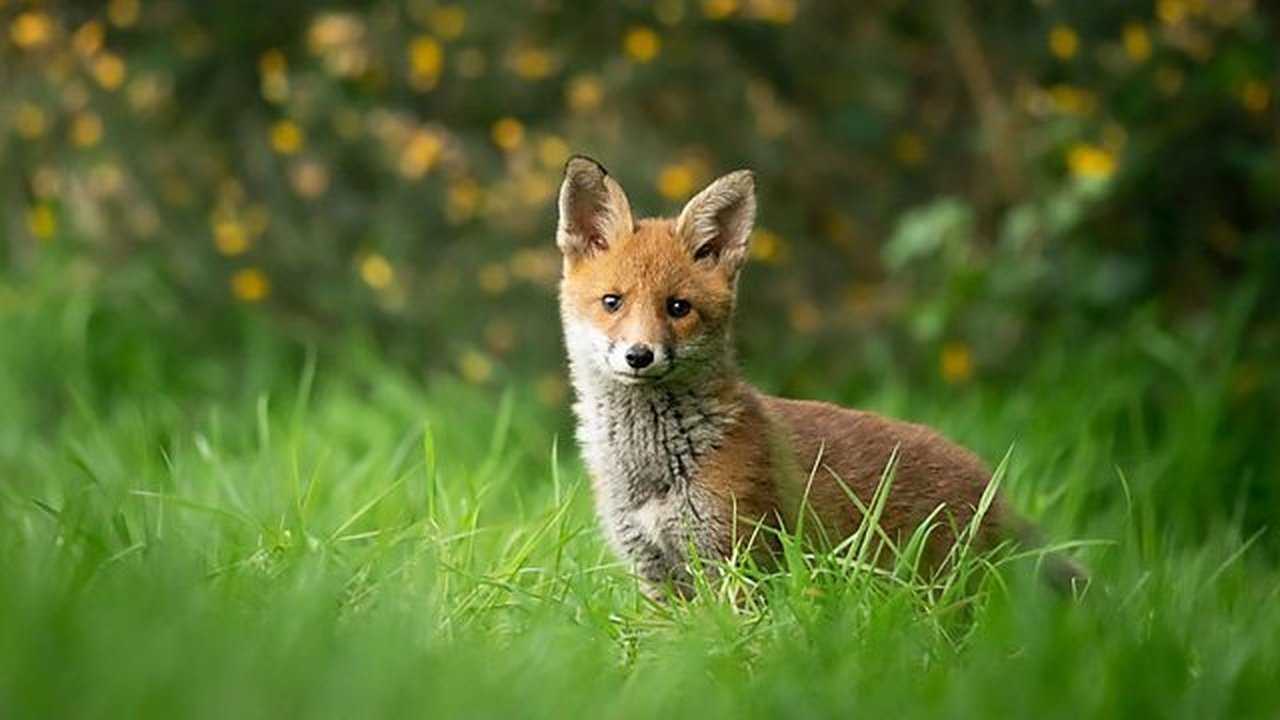 Springwatch - Season 20 Episode 1 : Episode 1