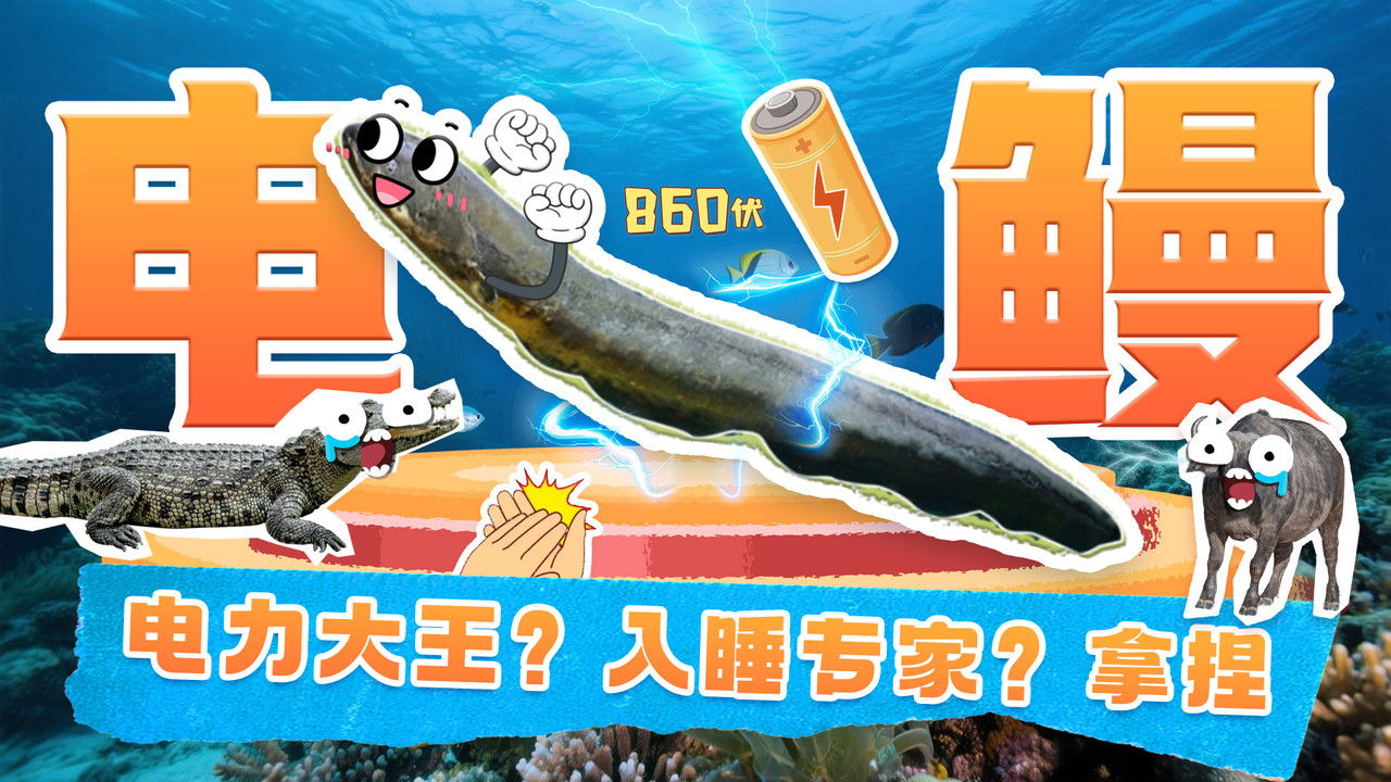 斑马百科探索 — Épisode 26