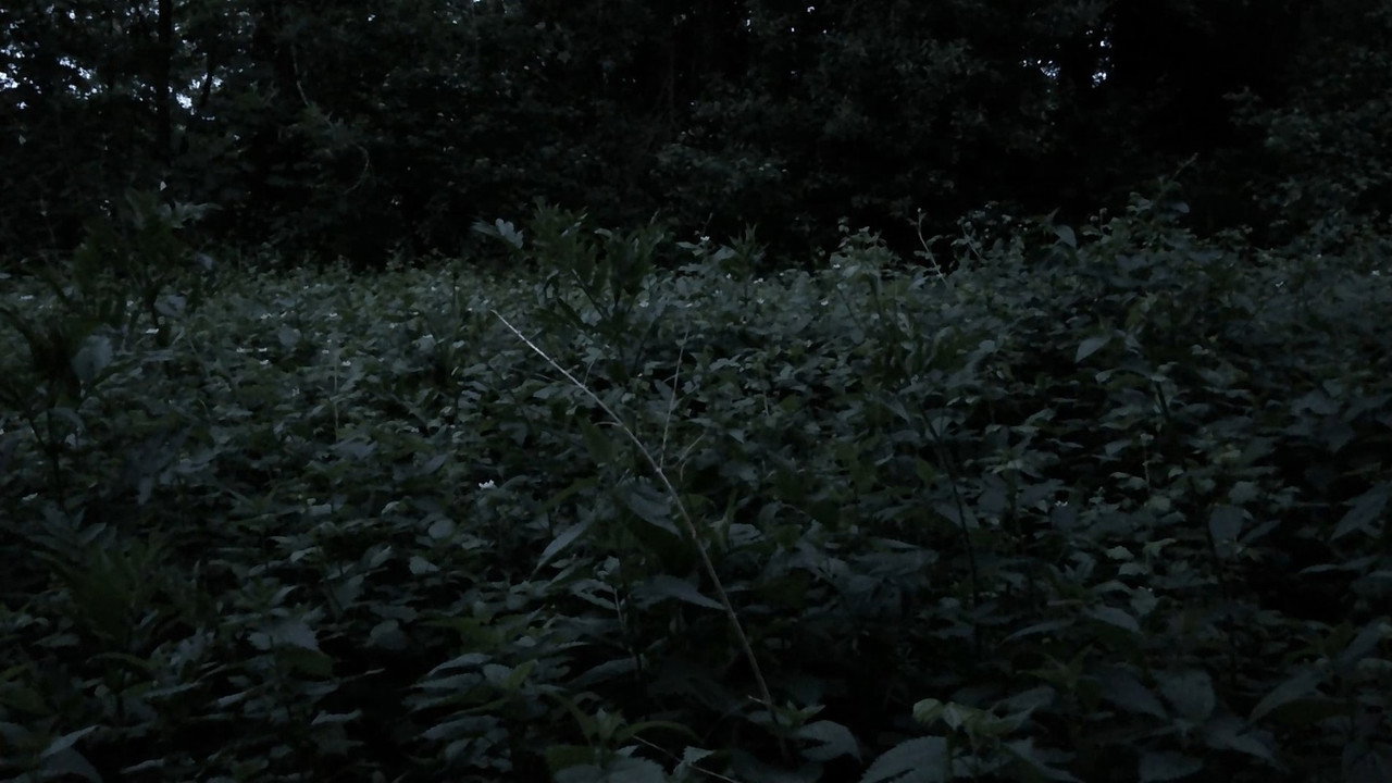 scenes 5