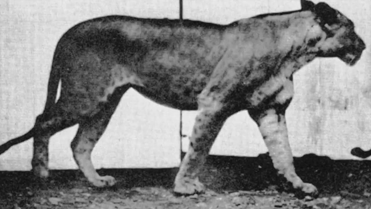 Lion Walking