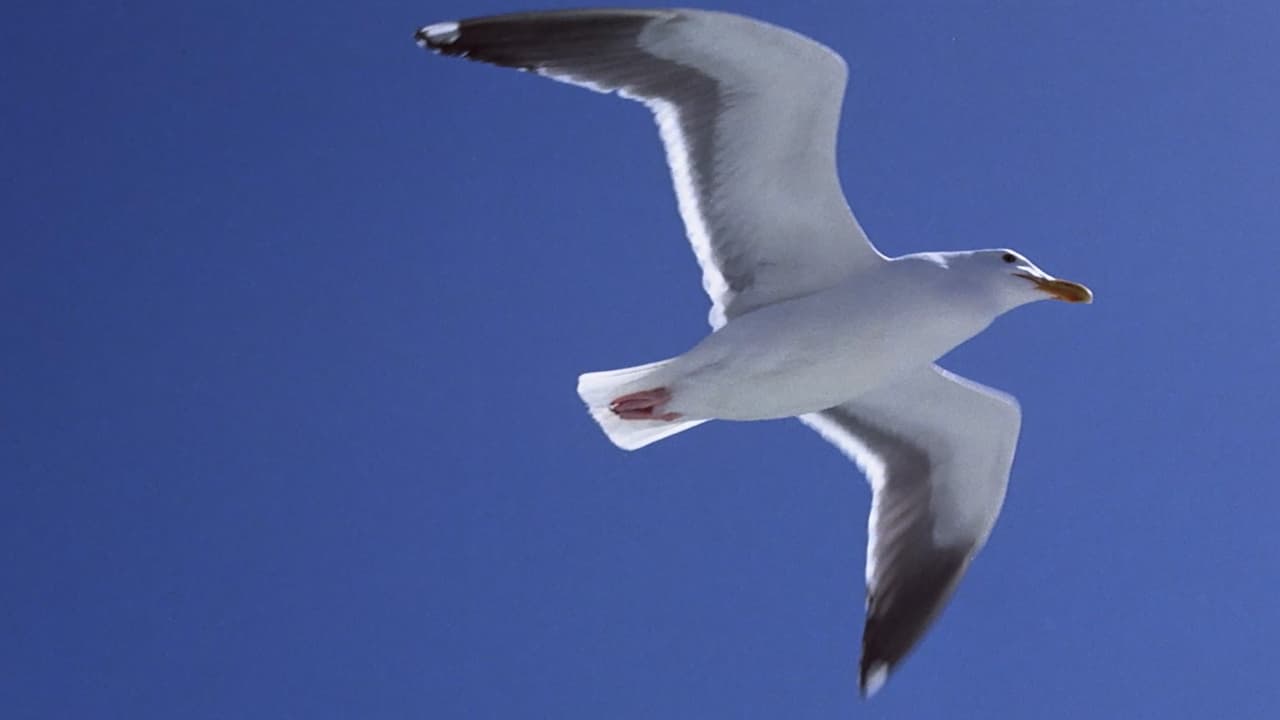 Scen från Jonathan Livingston Seagull