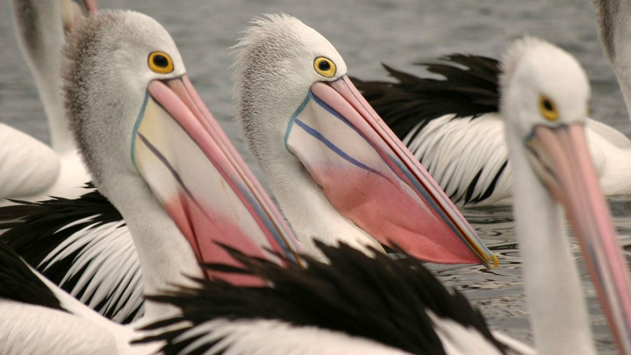Nature - Season 29 Episode 11 : Outback Pelicans