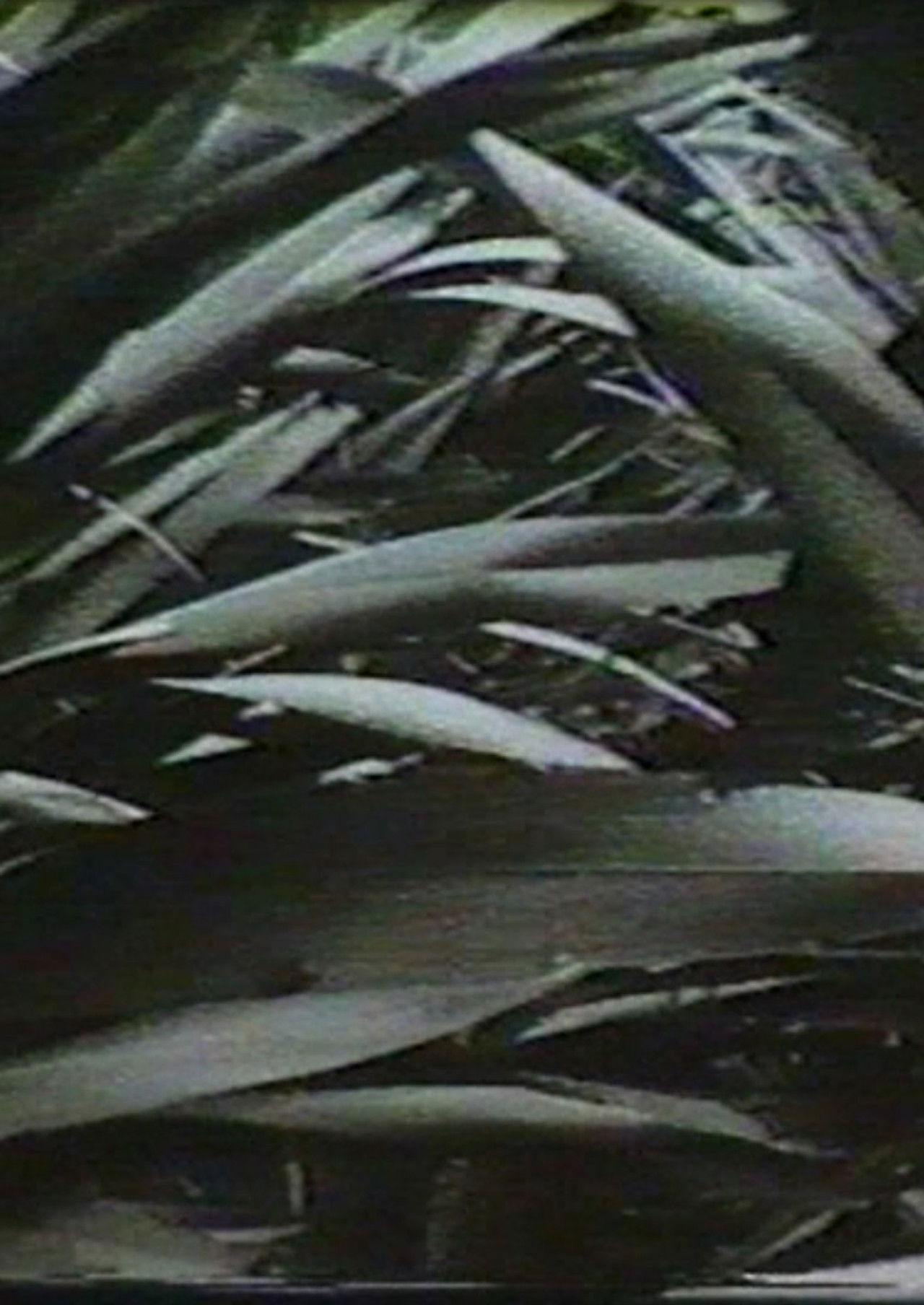 Sensation '77: Mimicry Backdrop