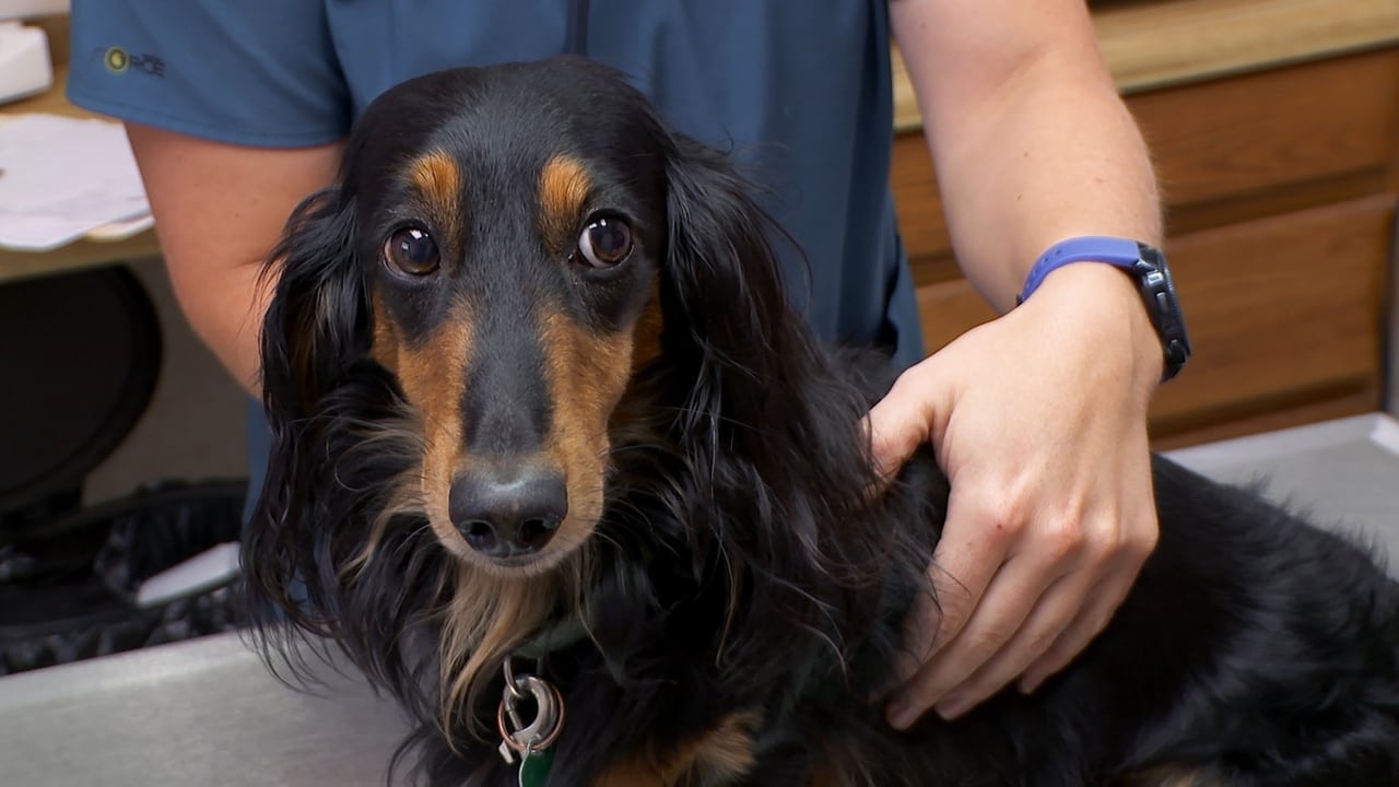 The Incredible Dr. Pol - Season 17 Episode 4 : Homeward Hound