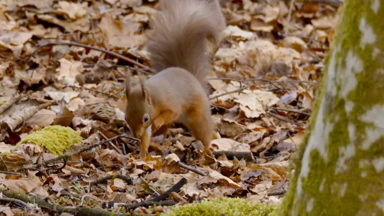 Inside the Forest Seasons of Wonder — Épisode 3