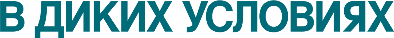В диких условиях