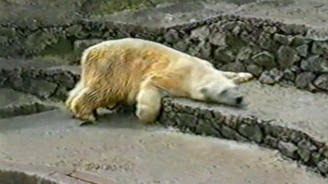 Funniest Pets & People — Épisode 16