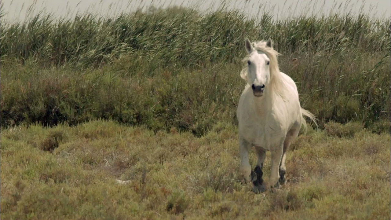 Wild Horses of the Marshes background