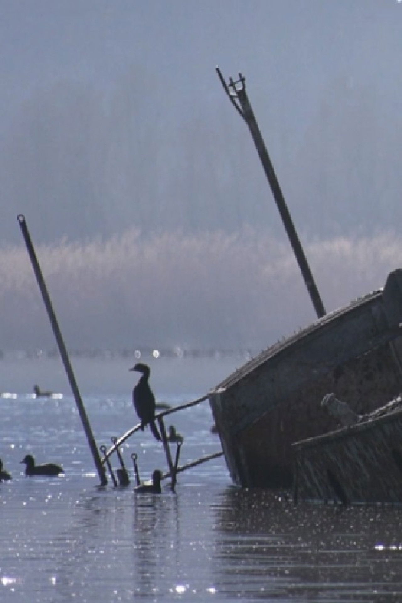 Colors of Prespa: Birds Backdrop