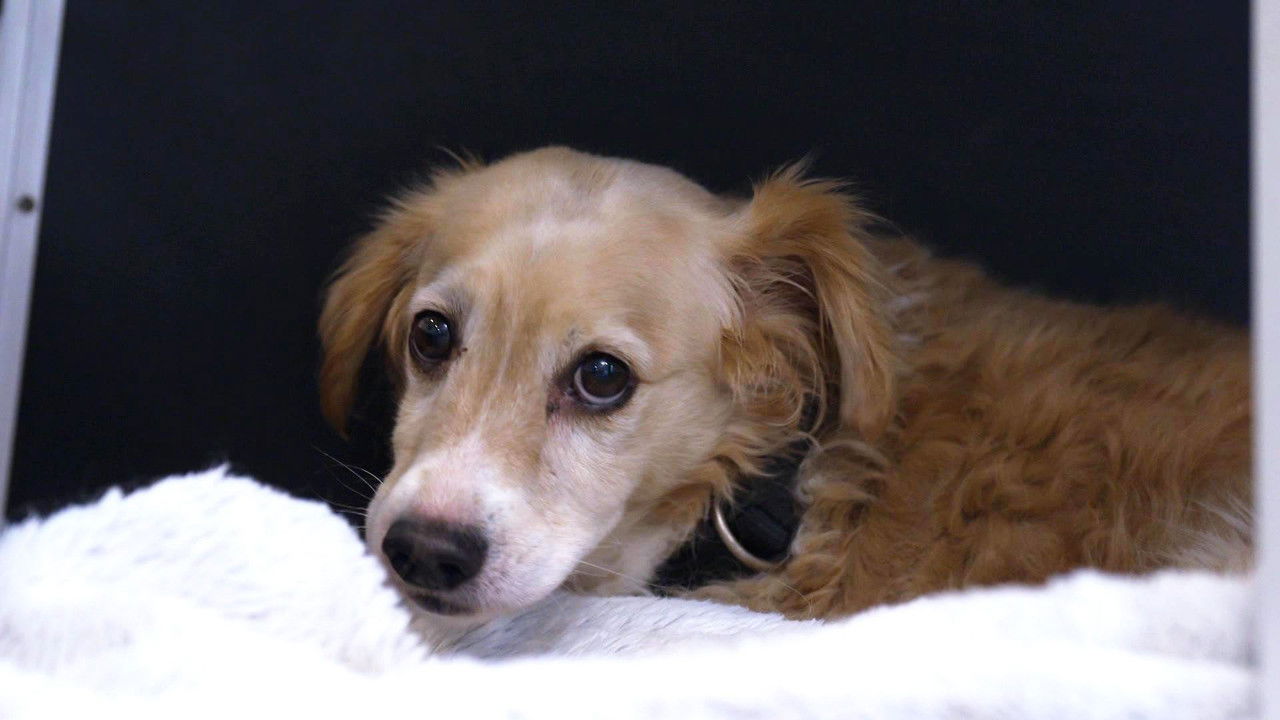 Die Unvermittelbaren - mit Martin Rütter — Épisode 3