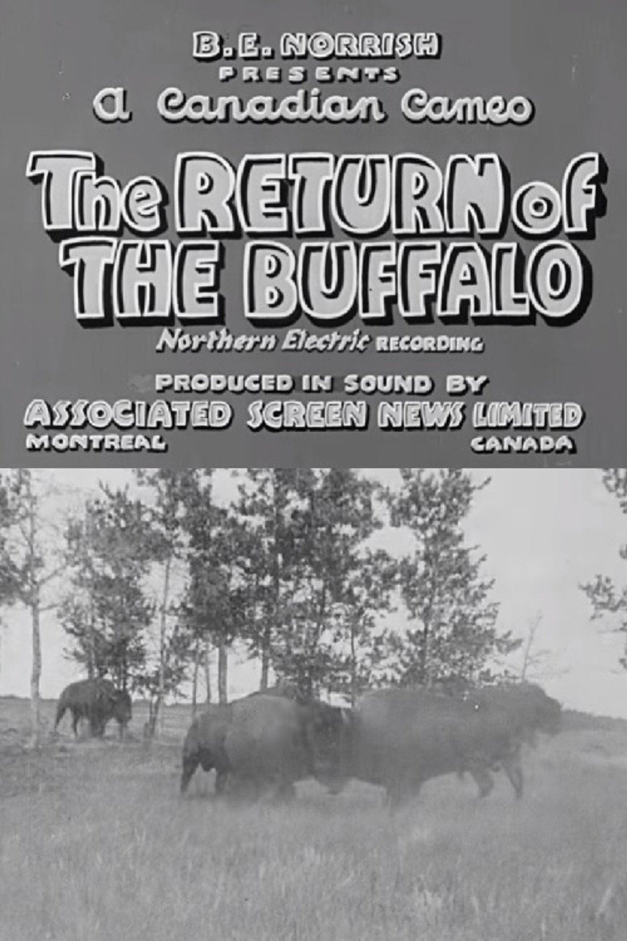 Return of the Buffalo filmaffisch