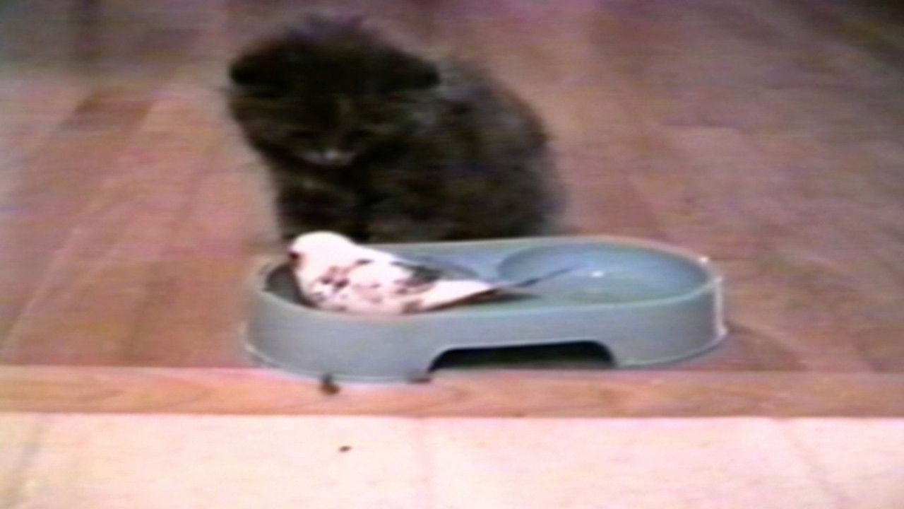 Funniest Pets & People — Épisode 11