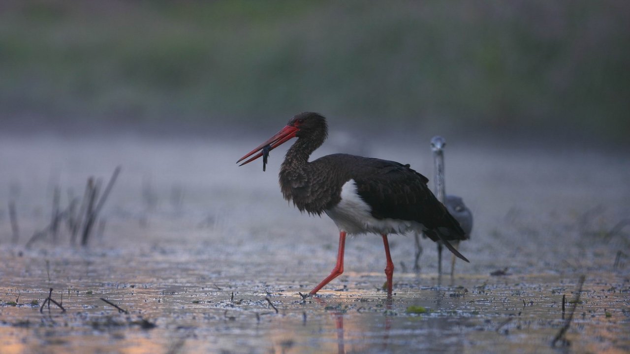Wild Hungary – A Water Wonderland