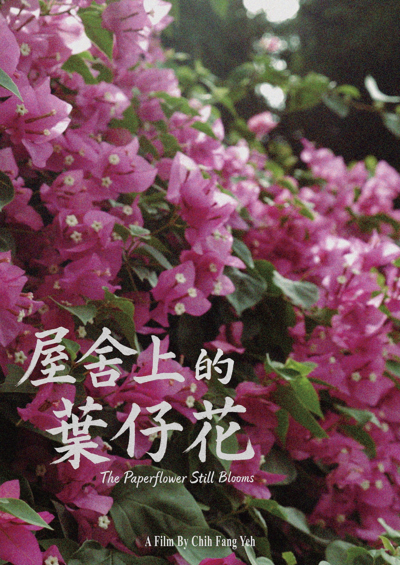 The Paperflower Still Blooms poster