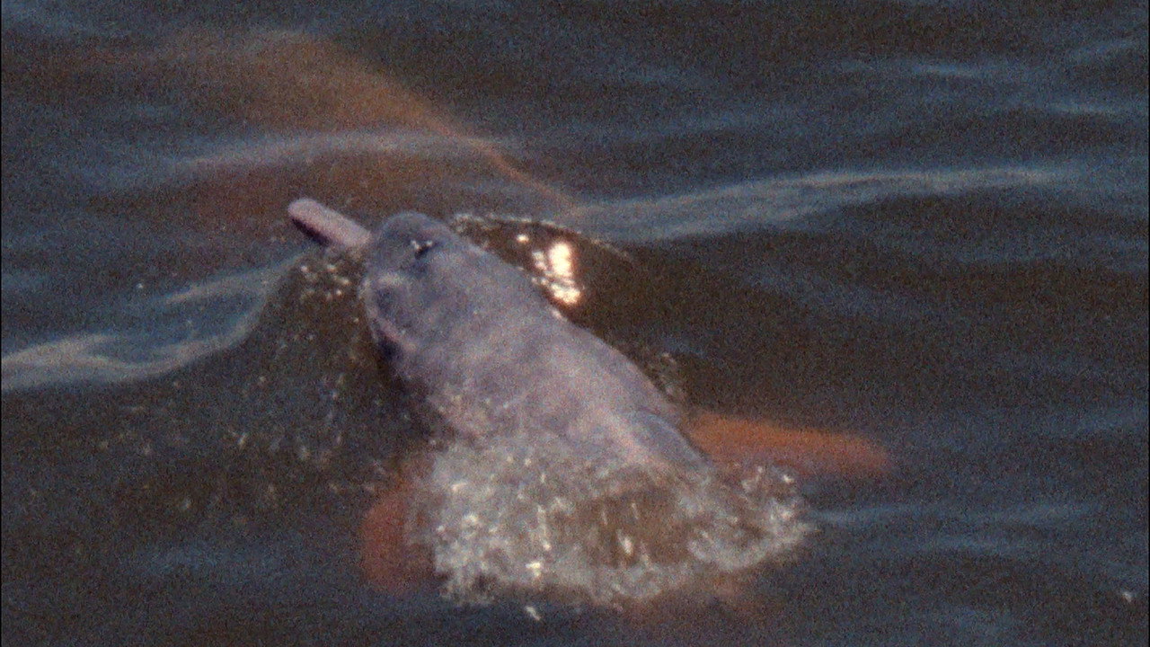 Metamorphosis' Chantings or That Time When I Incarnated as Porpoise still 5