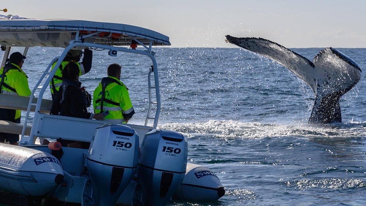 Gold Coast Ocean Rescue