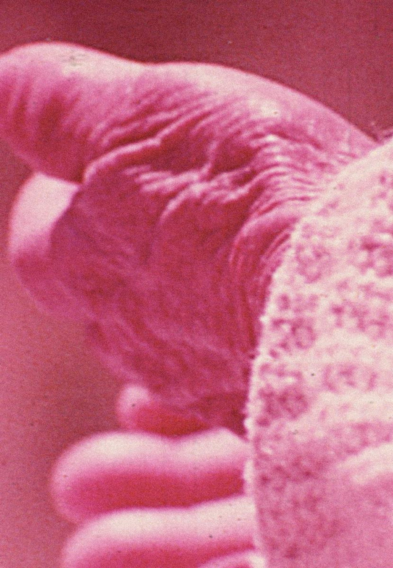 Elasticity filmaffisch