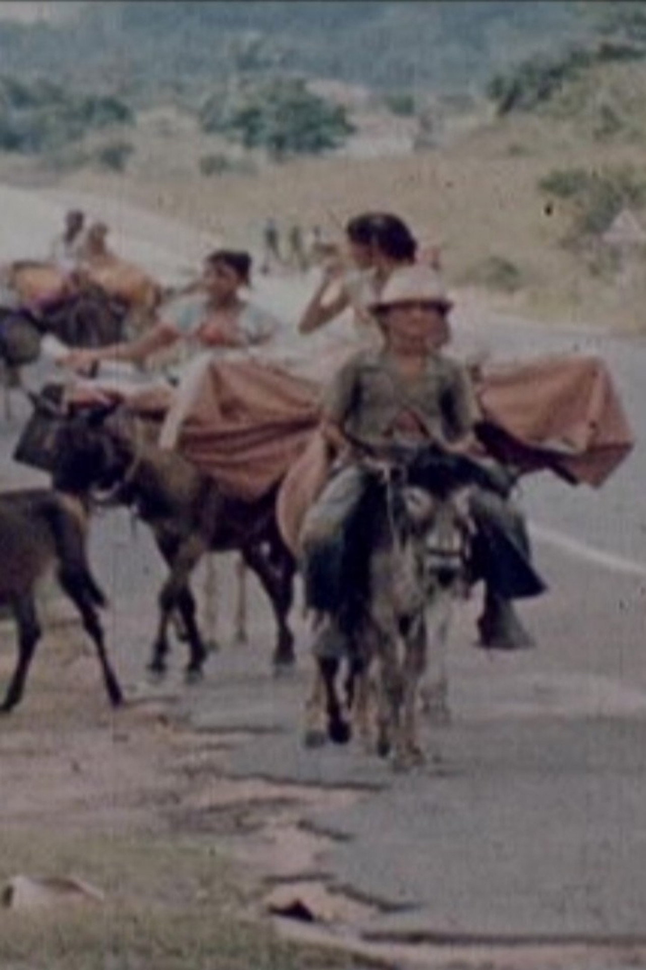 Ciganos do Nordeste filmaffisch