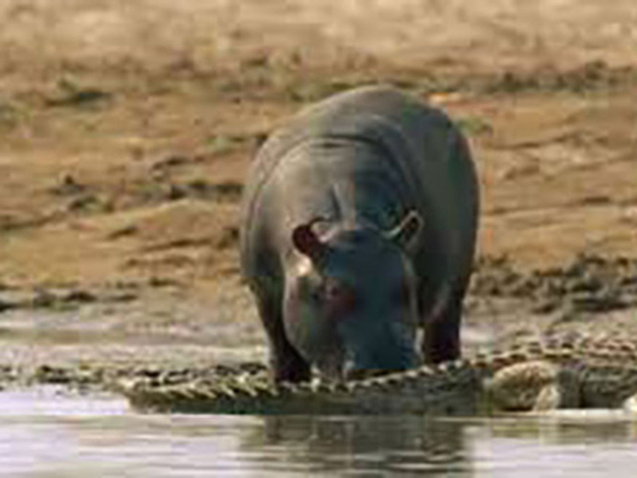 All About Animals — Épisode 26