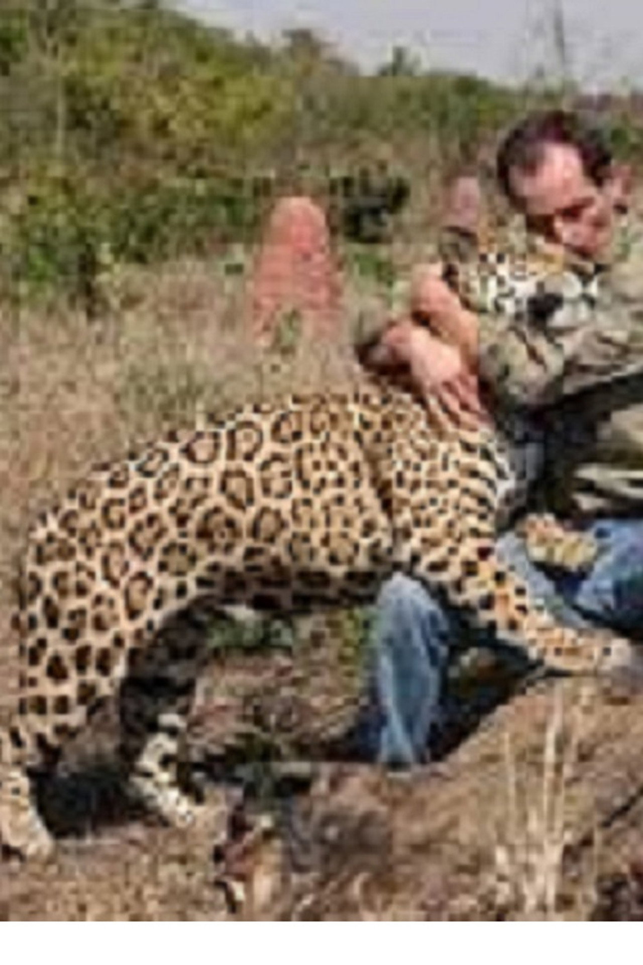 Jaguars, nés pour être libres filmaffisch