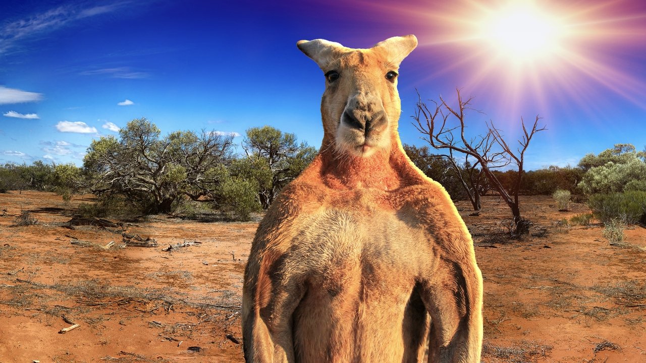 Scen från The Kangaroo King