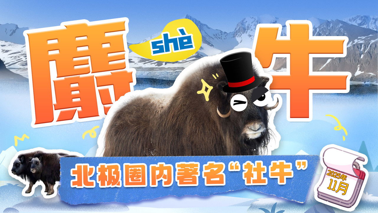 斑马百科探索 — Épisode 52