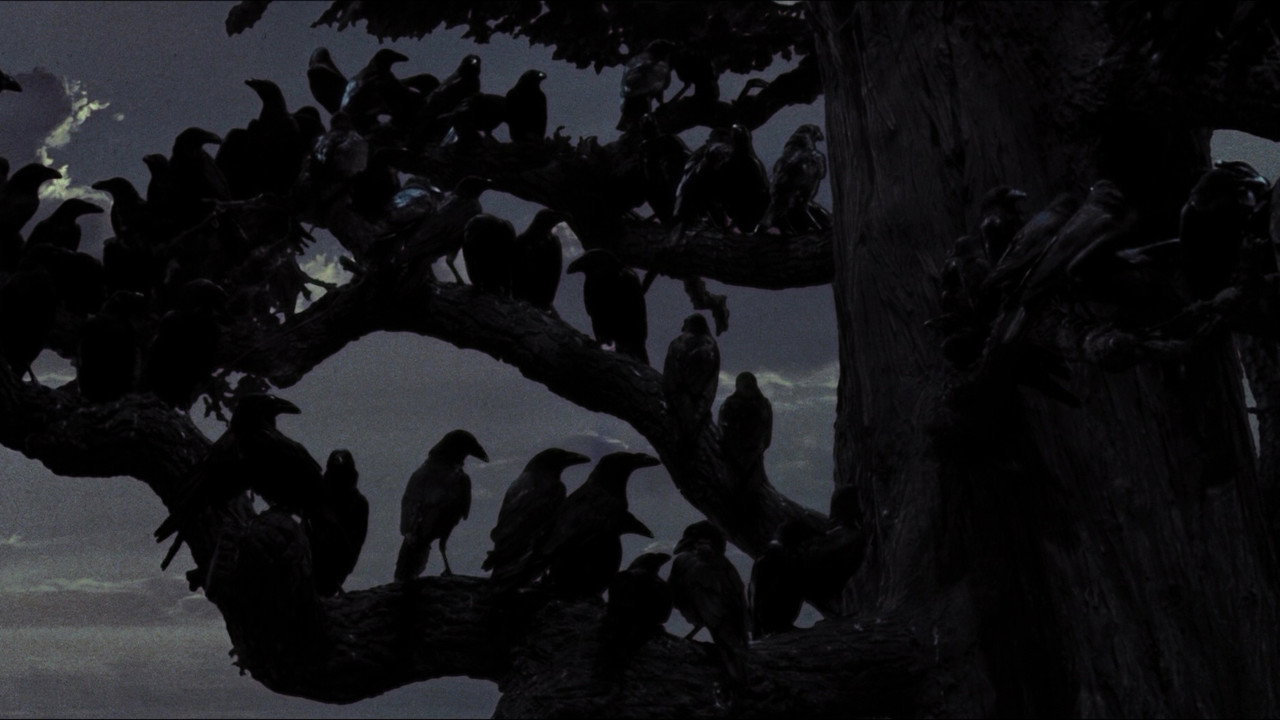 The Birds background 75