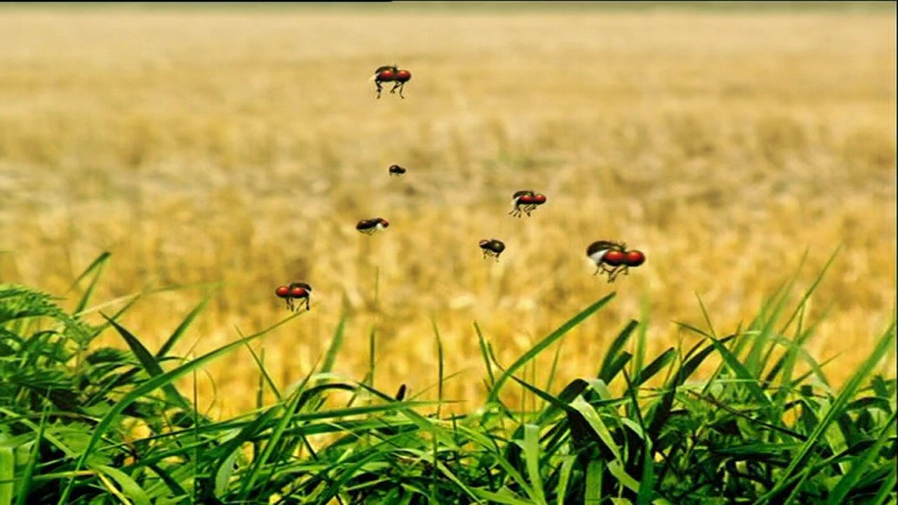 Horsefly