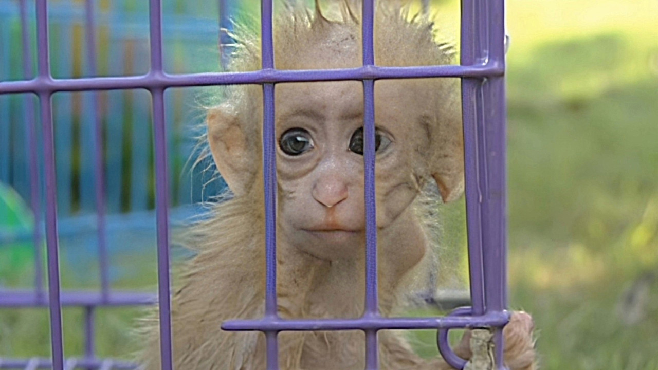 Monkey Business — Épisode 9