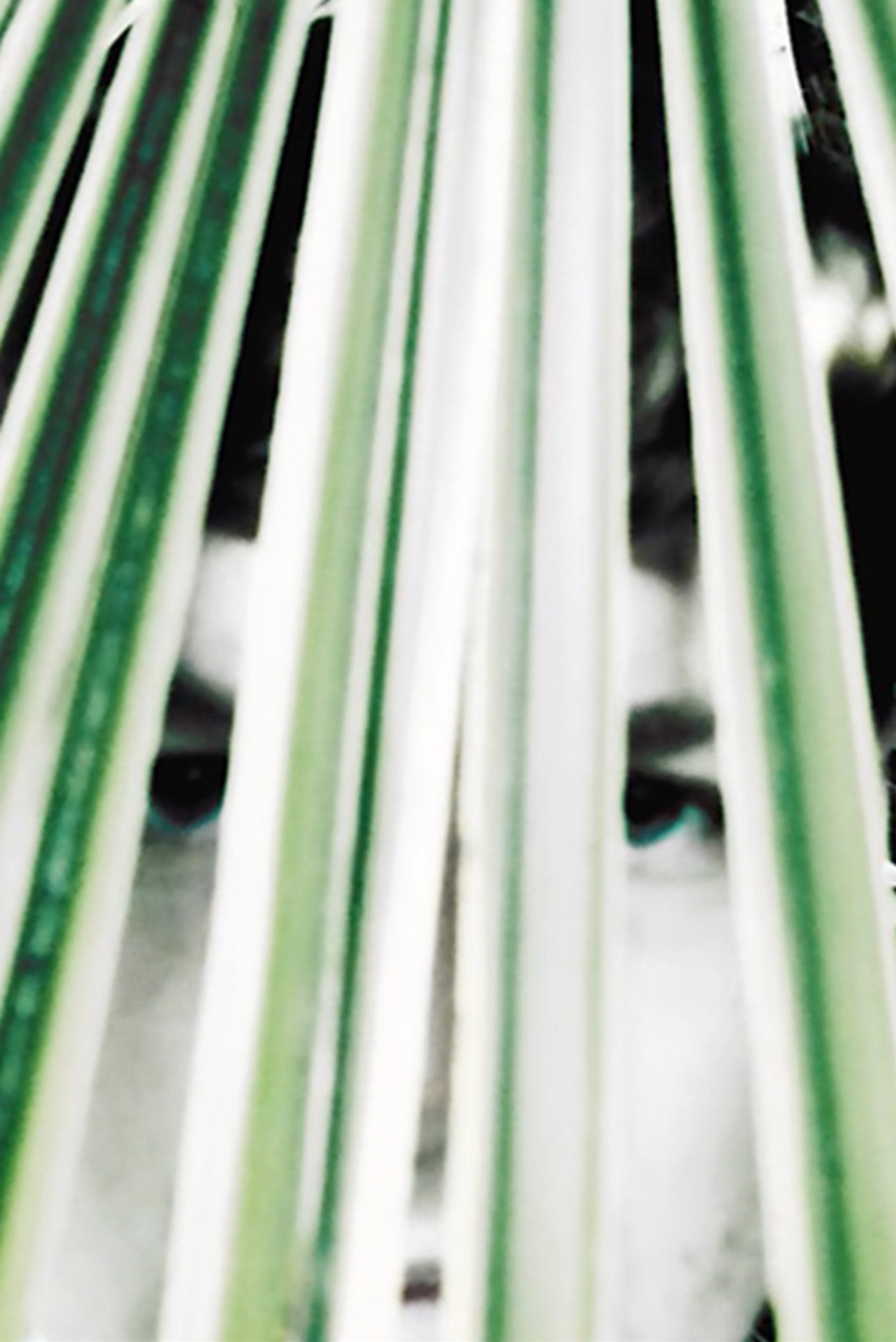 Longing of the idle plants poster