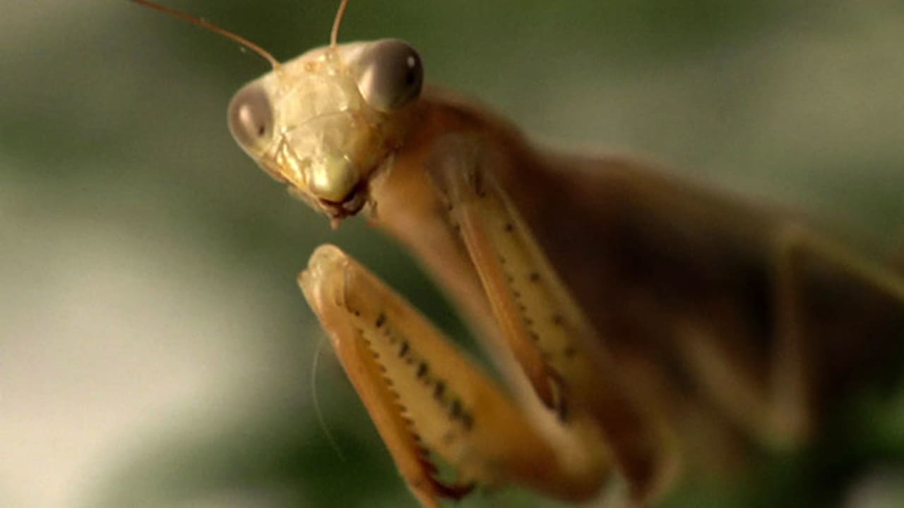 Ancient Aliens - Season 7 Episode 7 : Aliens and Insects