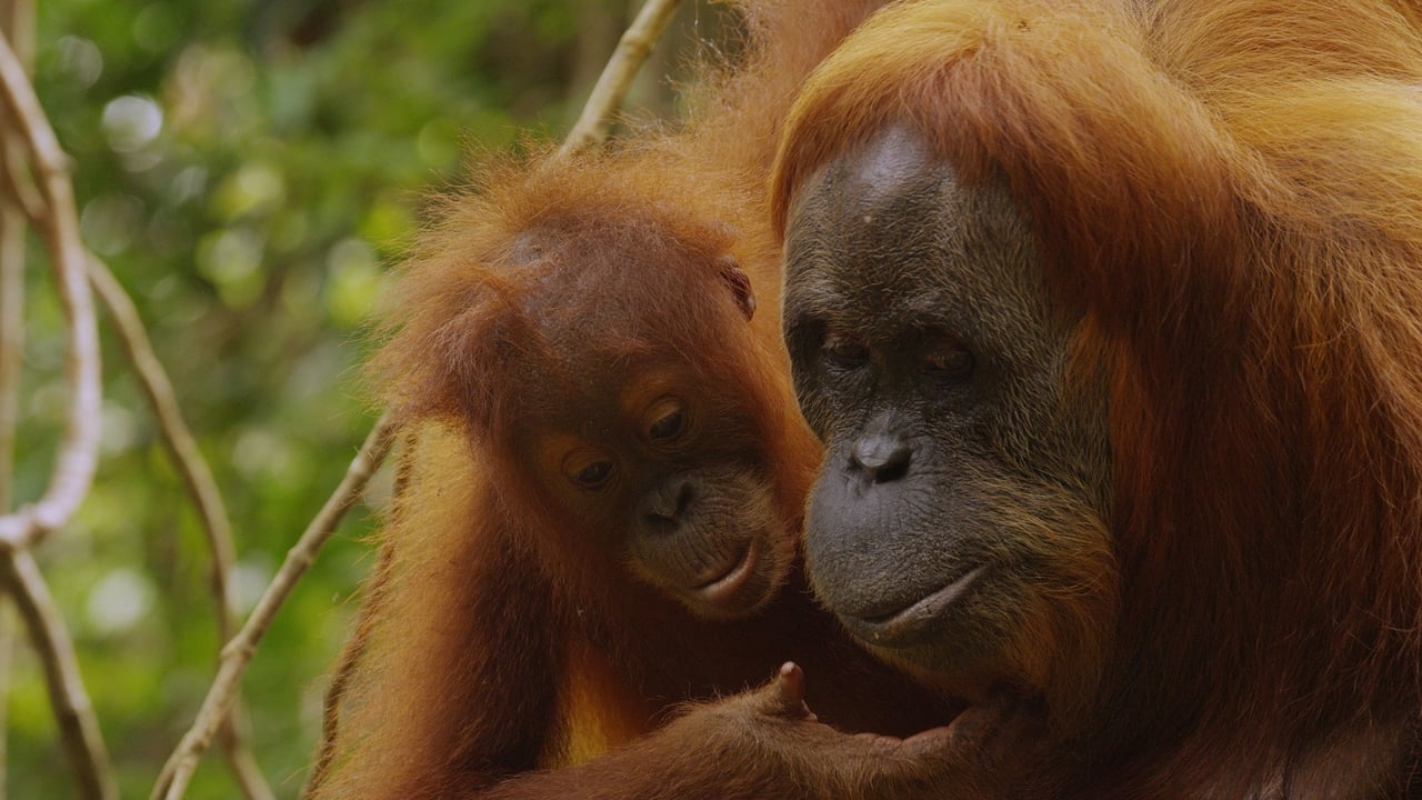 Nature - Season 33 Episode 11 : The Last Orangutan Eden
