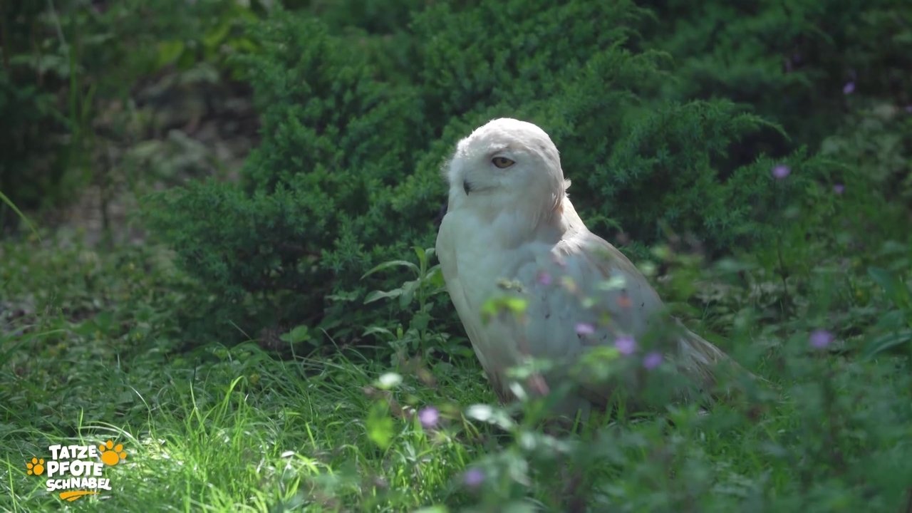 Tatze, Pfote, Schnabel - Season 2 Episode 17 : Episode 17