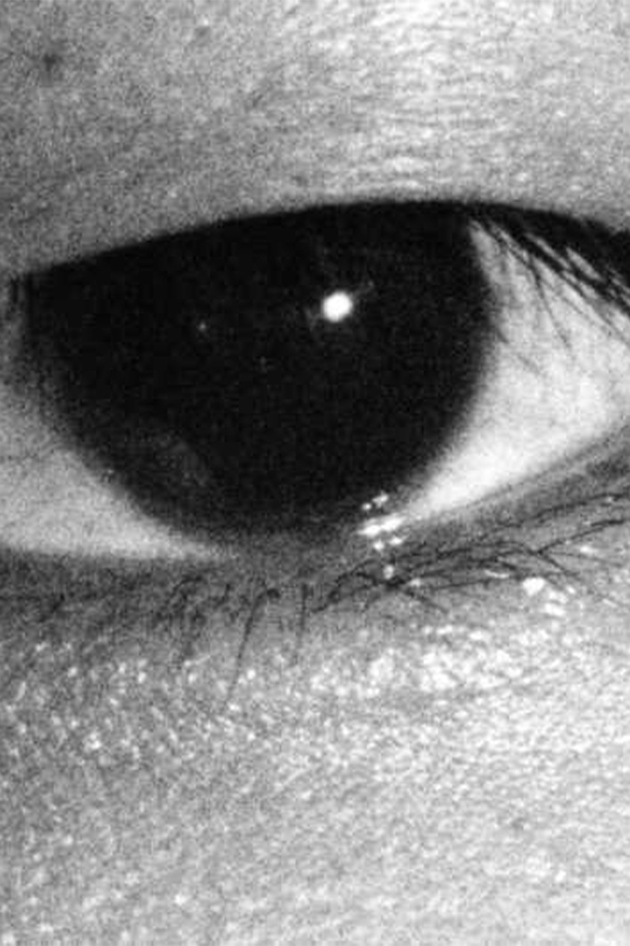 映画誕生 filmaffisch