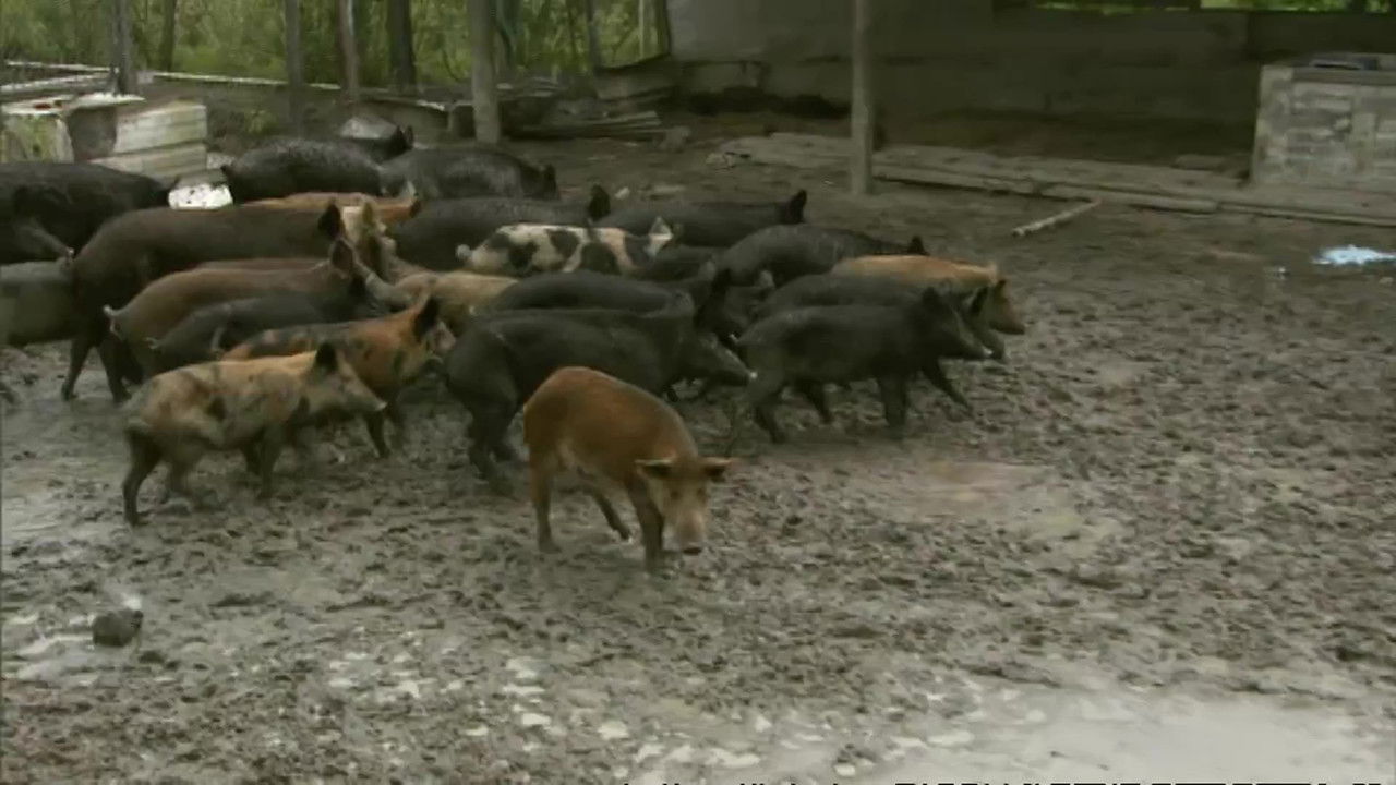 Animal Cops : Miami — Épisode 4