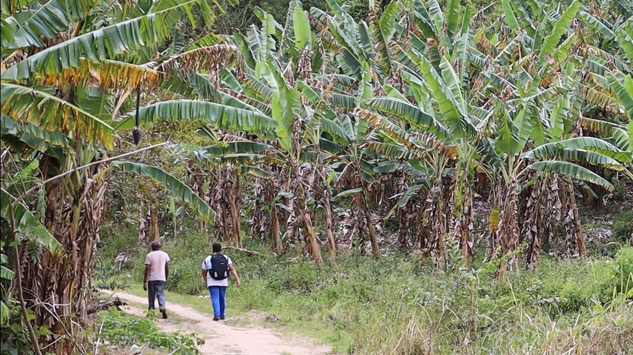 De cativo a liberto: da usina ao assentamento