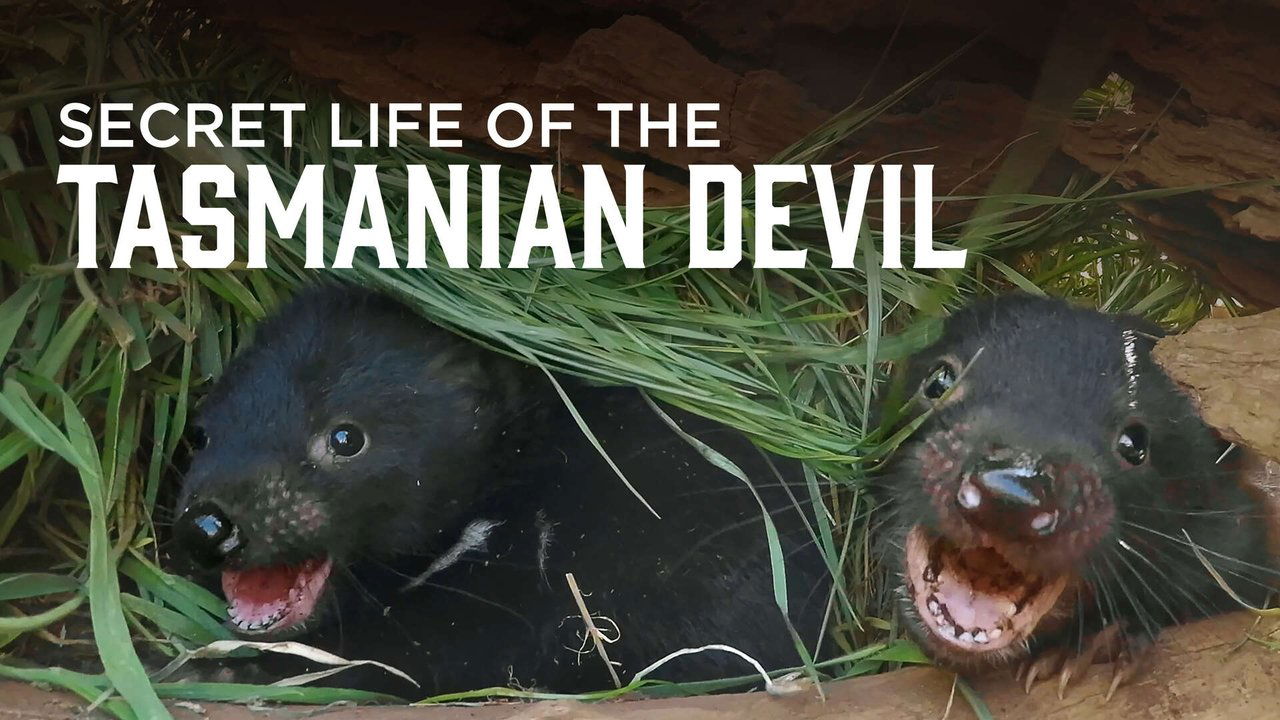 Secret Life Of The Tasmanian Devil background