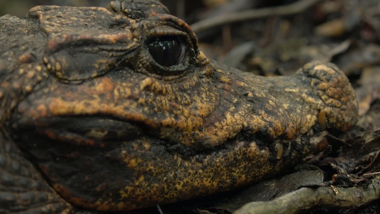 Cave Crocs of Gabon background